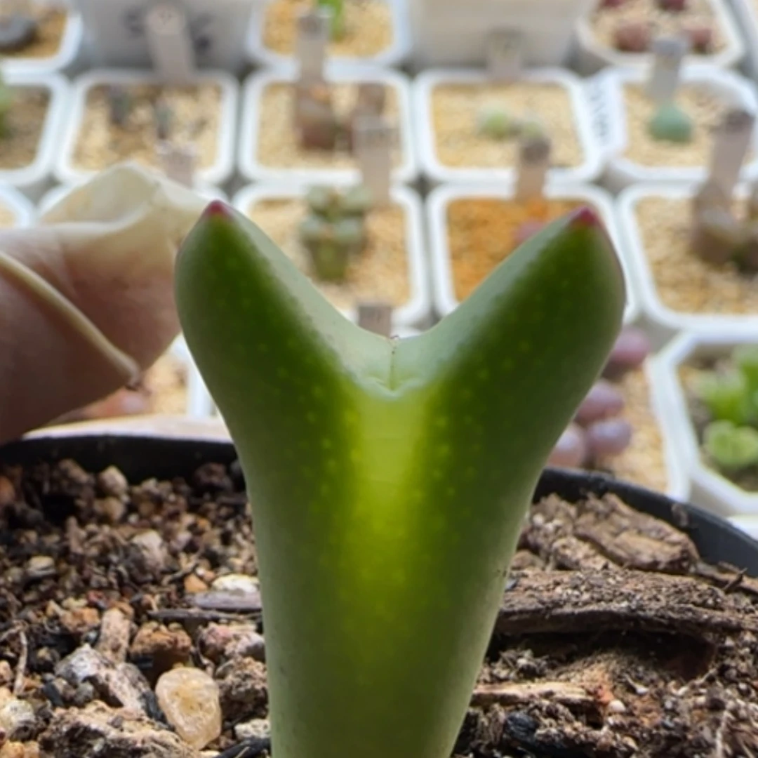 【闪购商品】21292