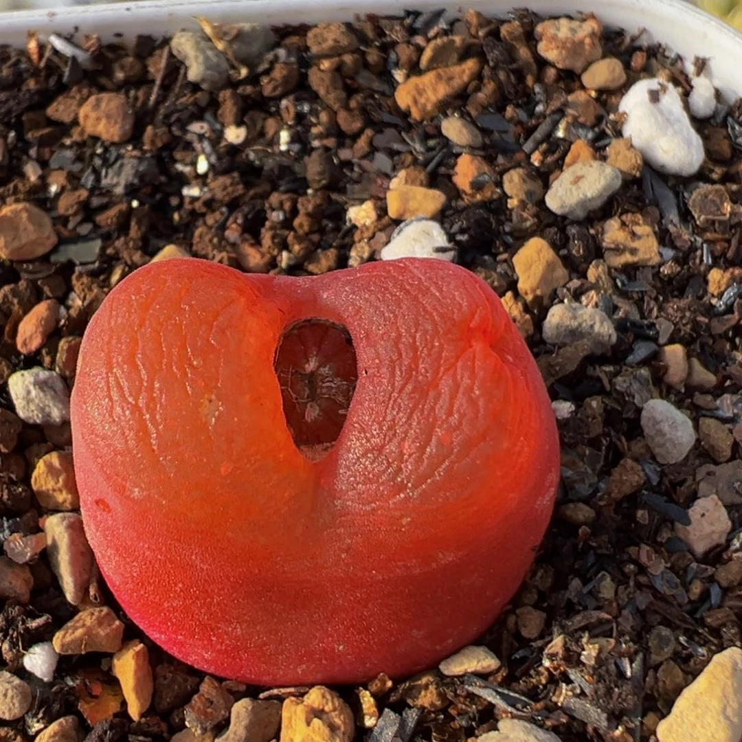 18多肉植物百科开播福利