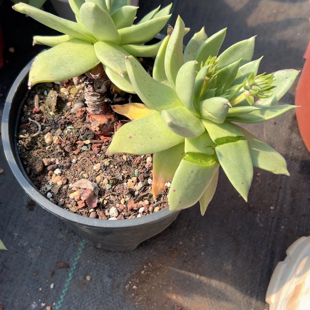 野生仙女杯一株包邮