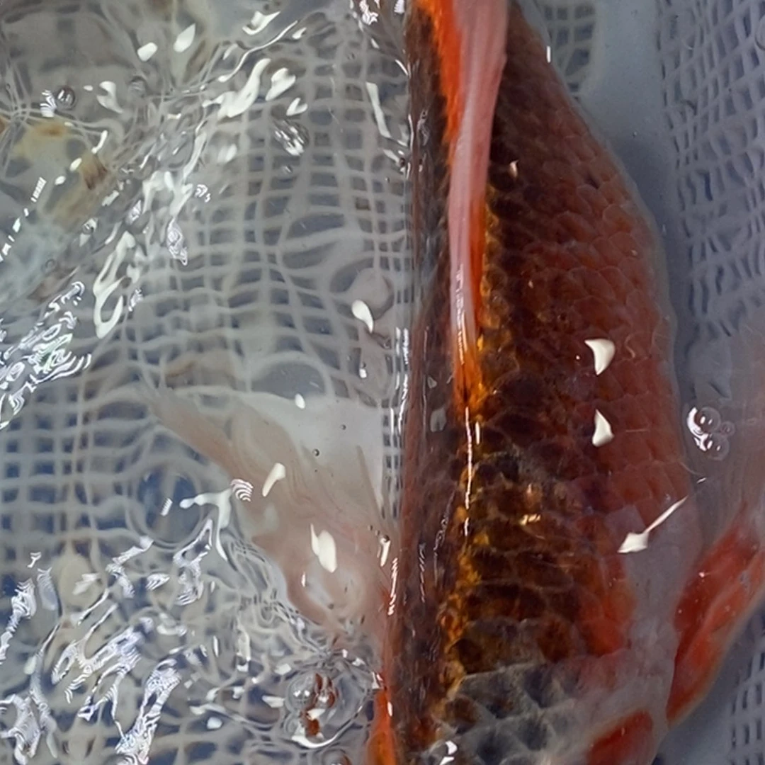 锦鲤锦鲤包邮冷水