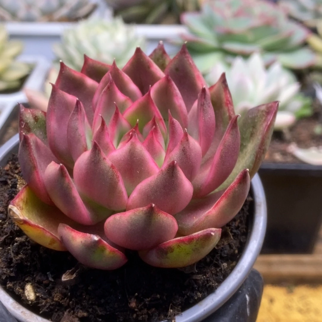 316野马锦锦锦锦锦锦