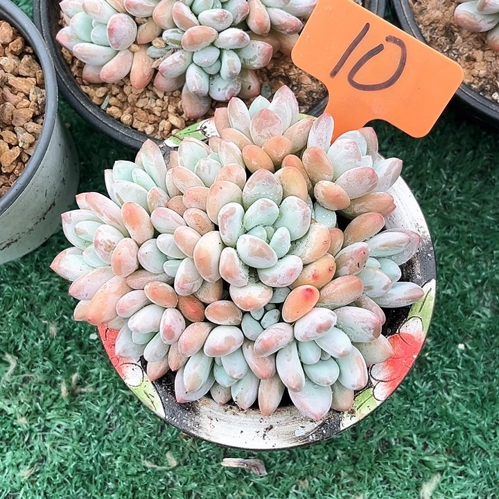 香水10号码牌子的话题了