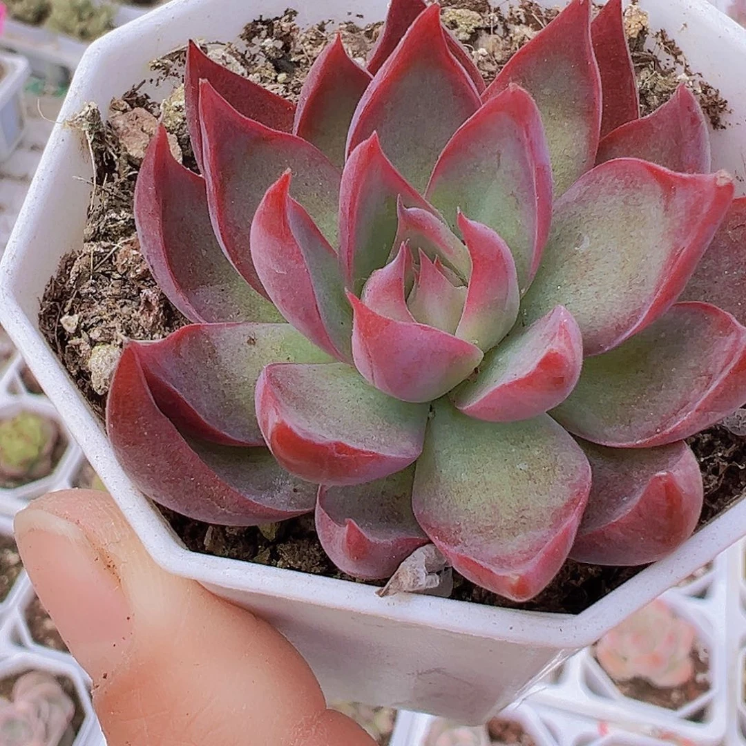 惊鸿仙子19包邮多肉