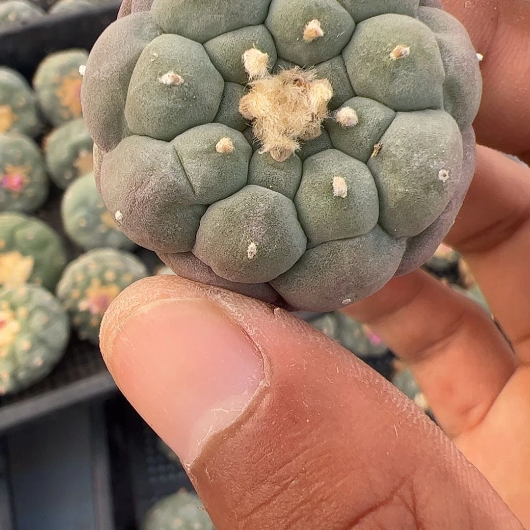 「****」仙人球实生仙人球100