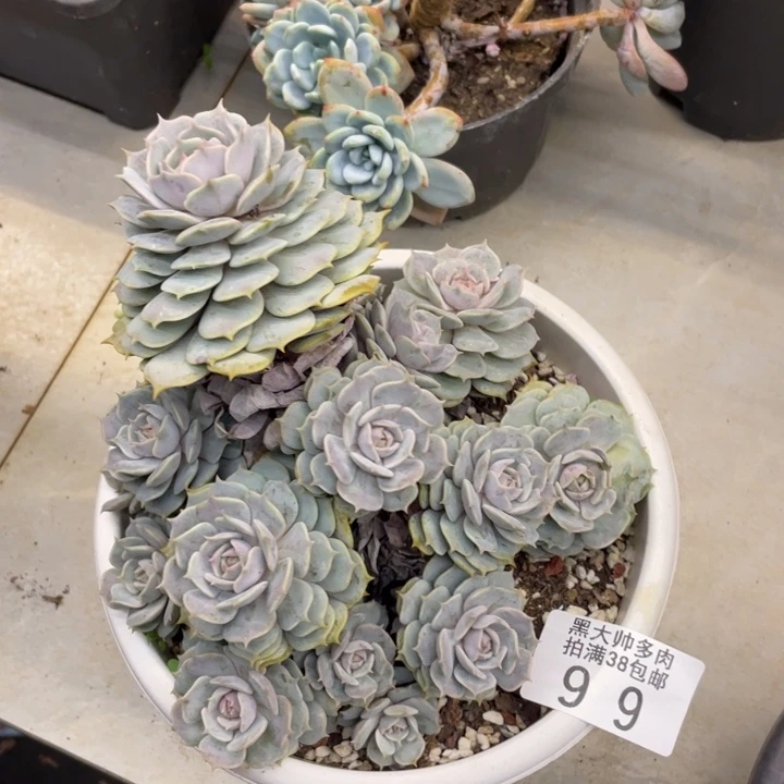 十*。黑大帅多肉路那莲99