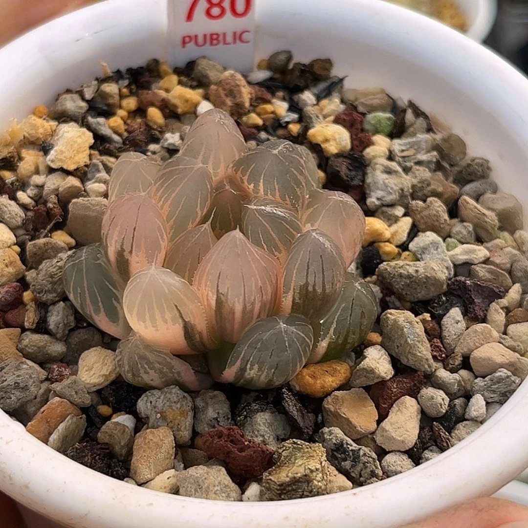 780糊斑霓虹灯玉露锦福利