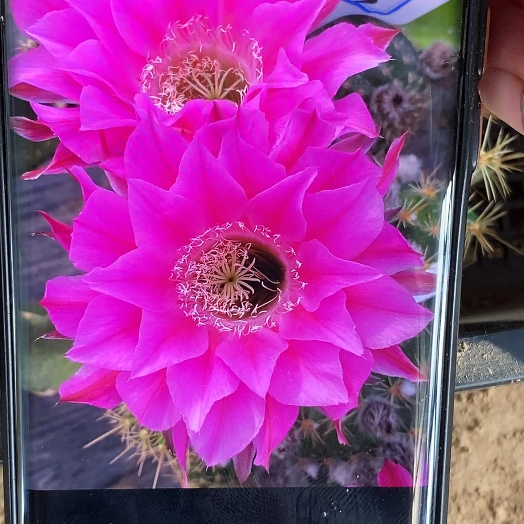 彩 2–5侧芽歪20包邮/4公分
