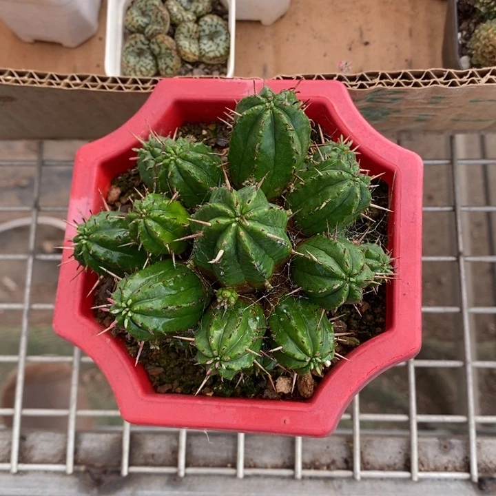 伯克利和格蕾纳等著名音乐家