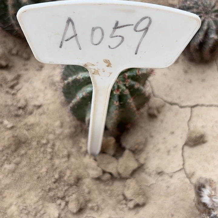 听*喵A059,琉璃盏瑕疵歪头