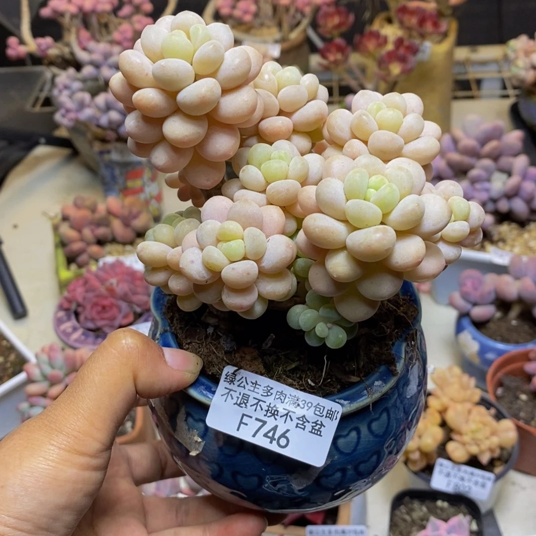 B***宝746洛可可多肉8c m