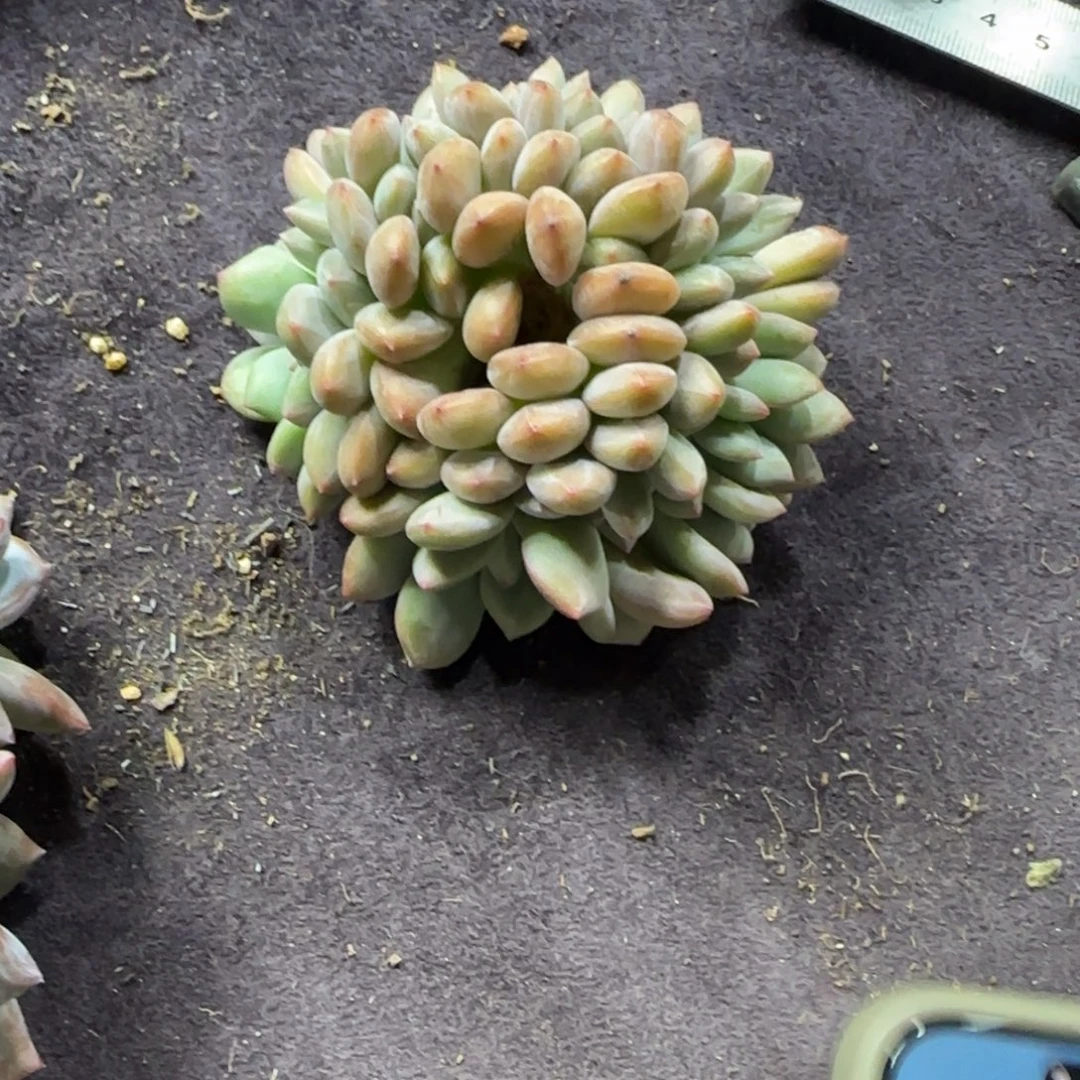 爱丽儿缀化一物一拍