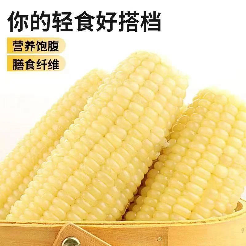 2025年头茬东北粘玉米336甜糯8棒(大棒)