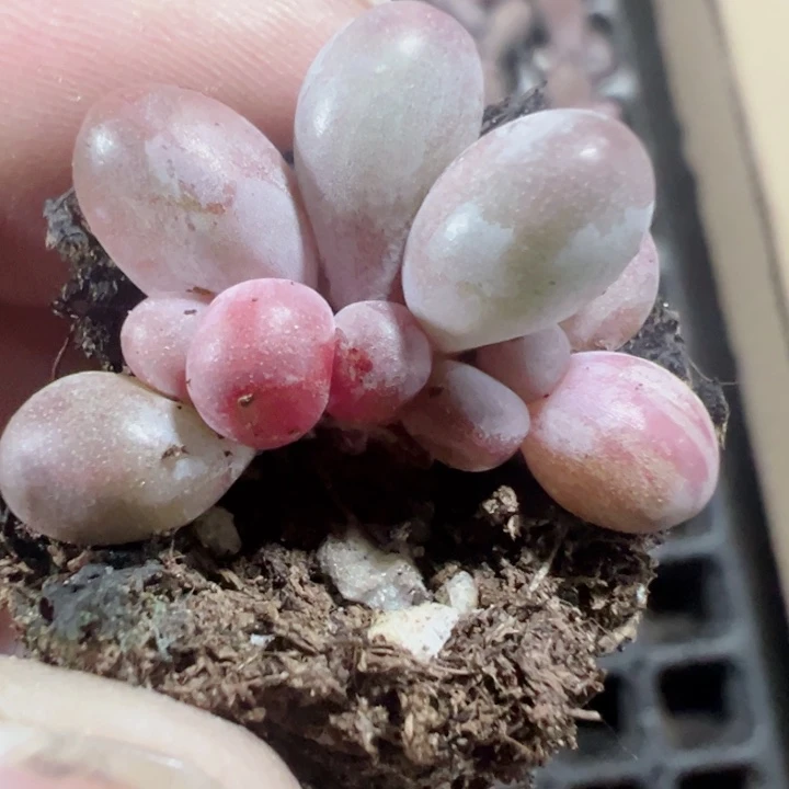 糖果美人精品多肉植物