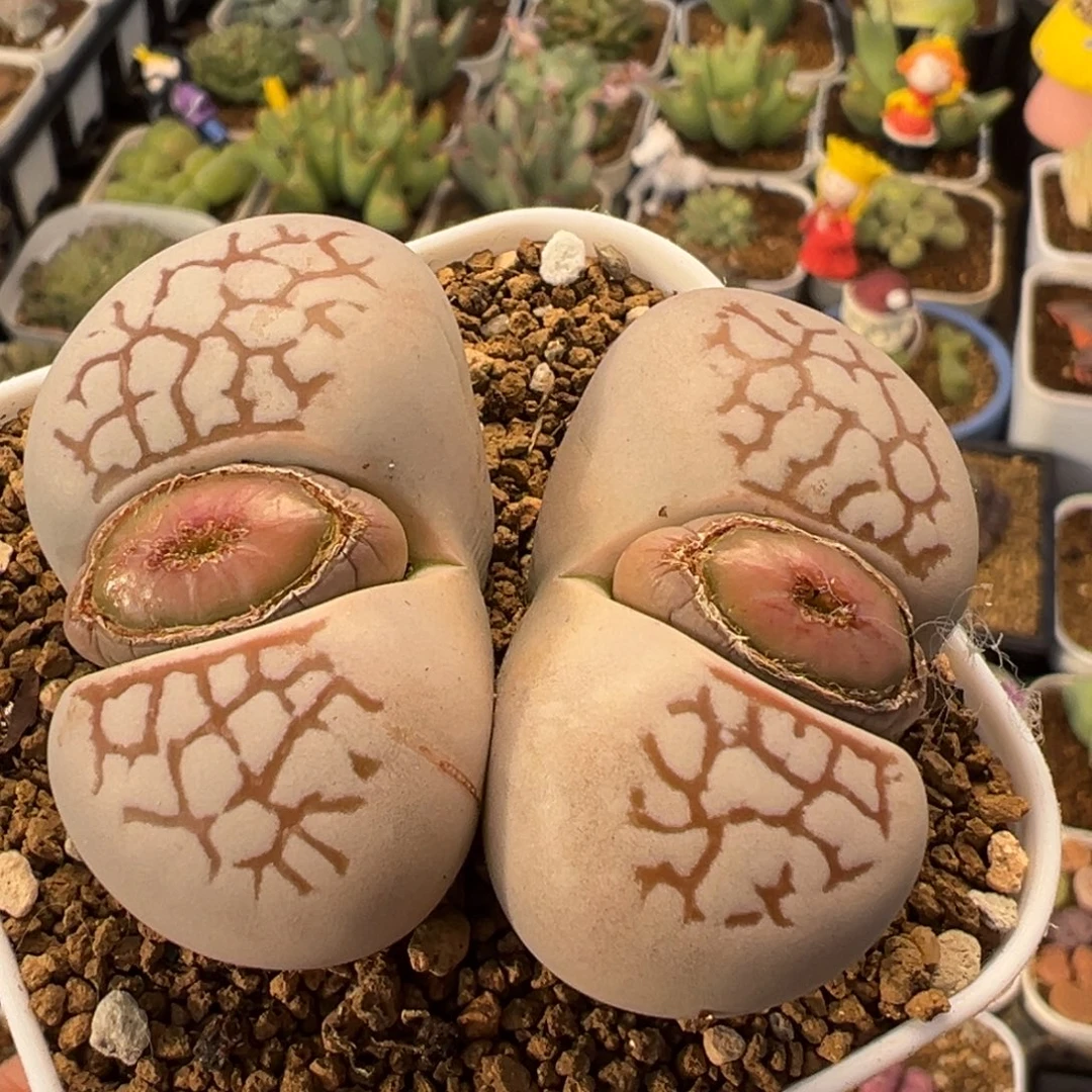 99多肉植物百科植物