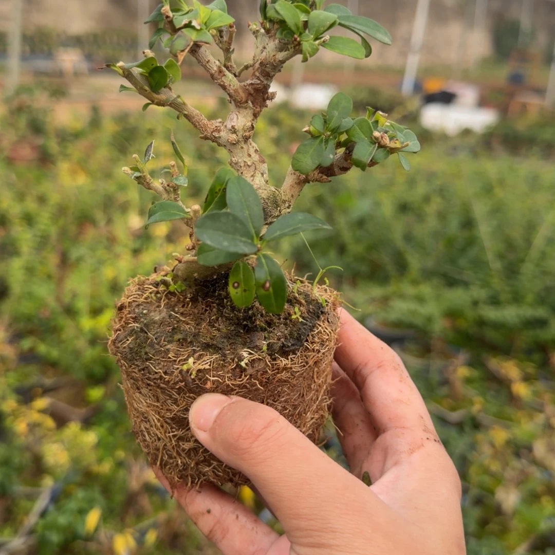 用***4无花朵坏毛病哈哈好家伙