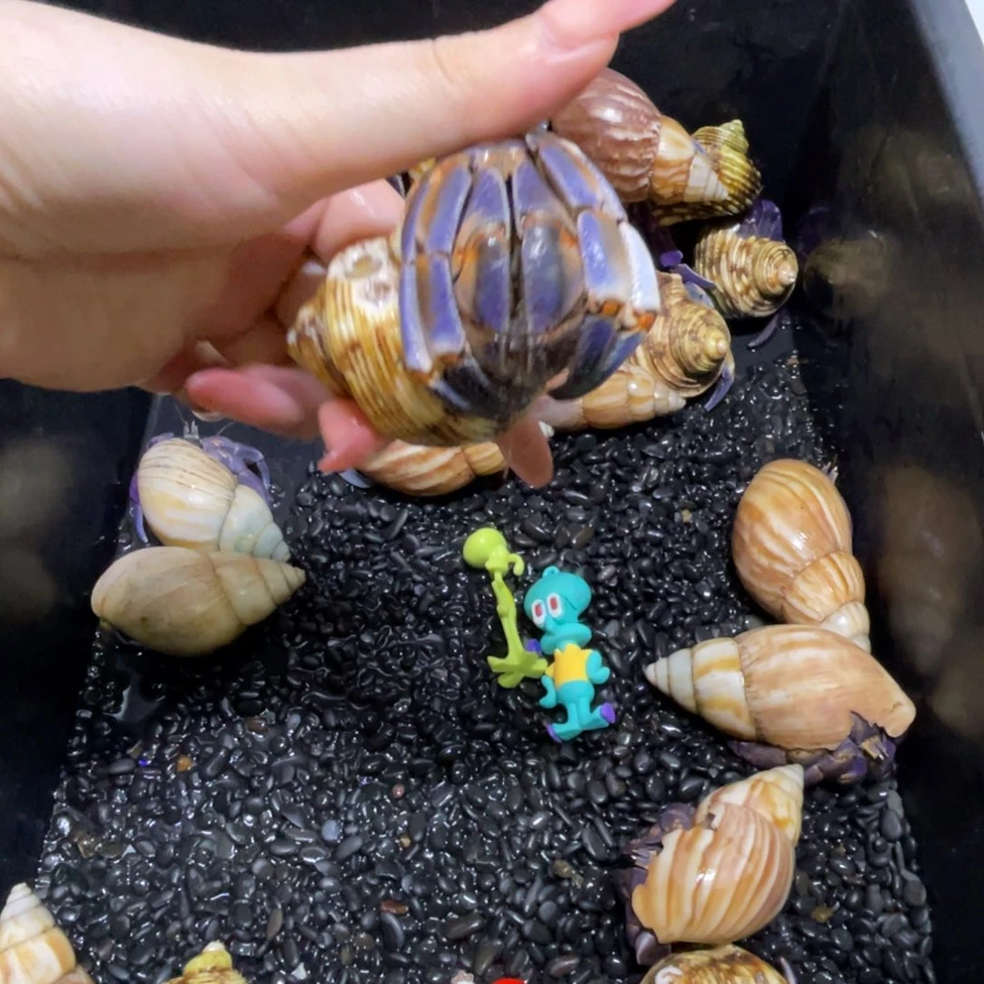 寄居蟹寄居蟹寄居蟹