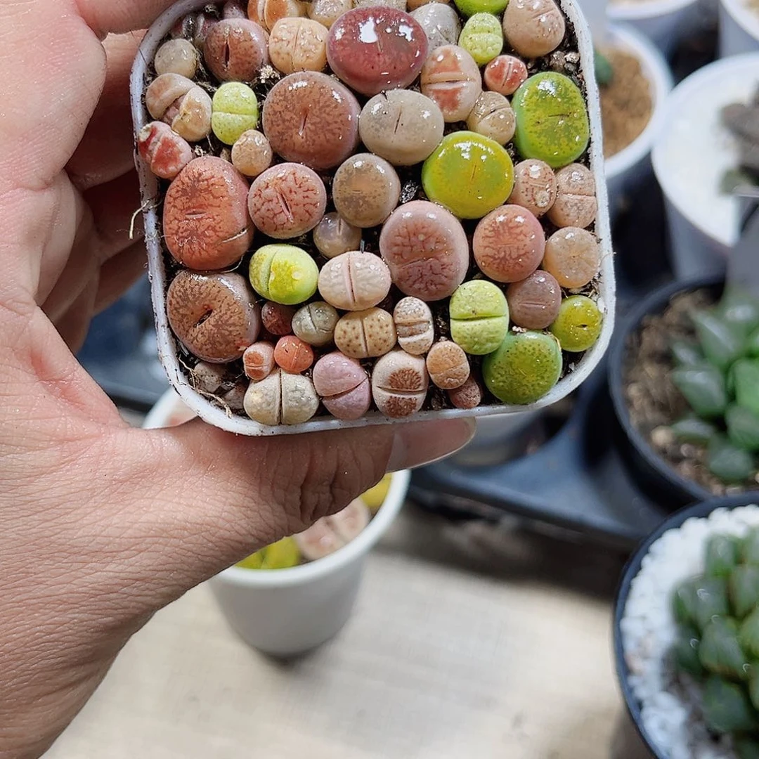屁屁花新手好养的。
