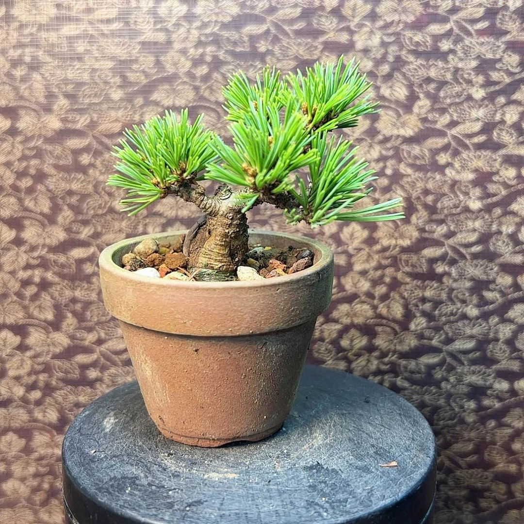 无花朵健健康康快快乐乐