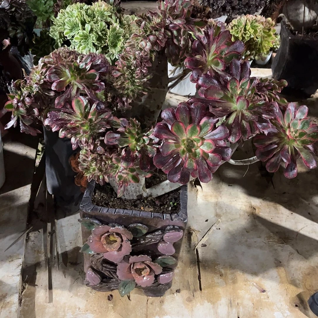 香奈儿老桩缀化漂亮漂亮