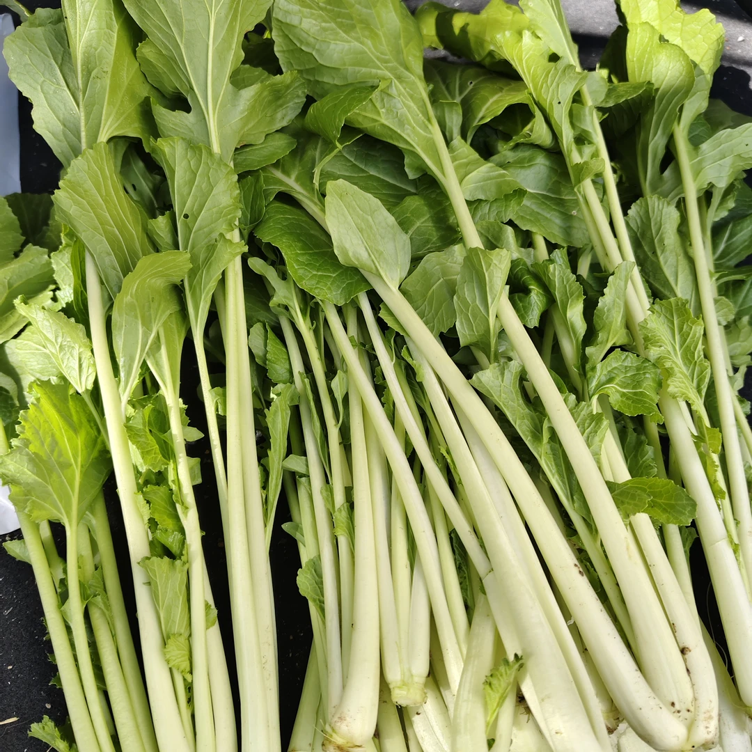 余店新鲜高杆白菜心5斤顺丰包邮（适合炒菜）