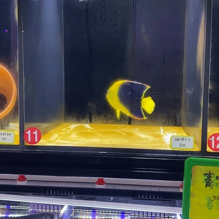海水鱼海水观赏鱼美石