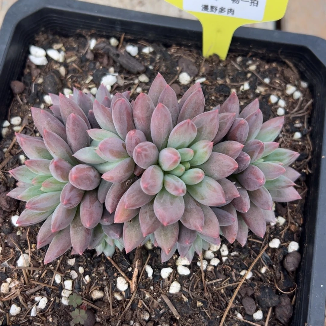 724058 红蜻蜓群生无砍11头，特价，只能寄养