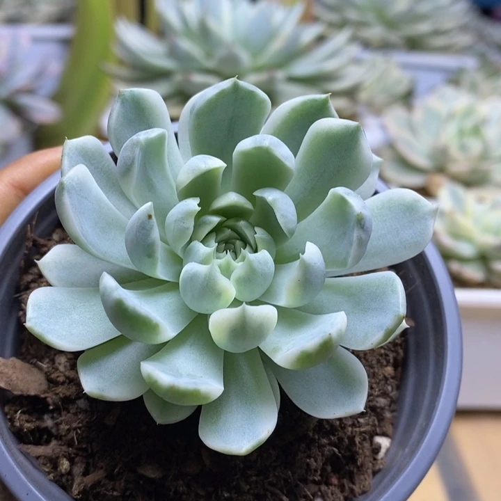 026月影精灵锦锦锦锦锦