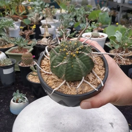 法丽达  一物一拍