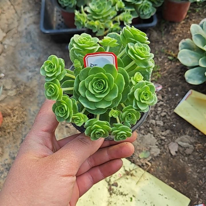 山地玫瑰多肉 515