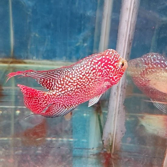 罗汉鱼11111111111111