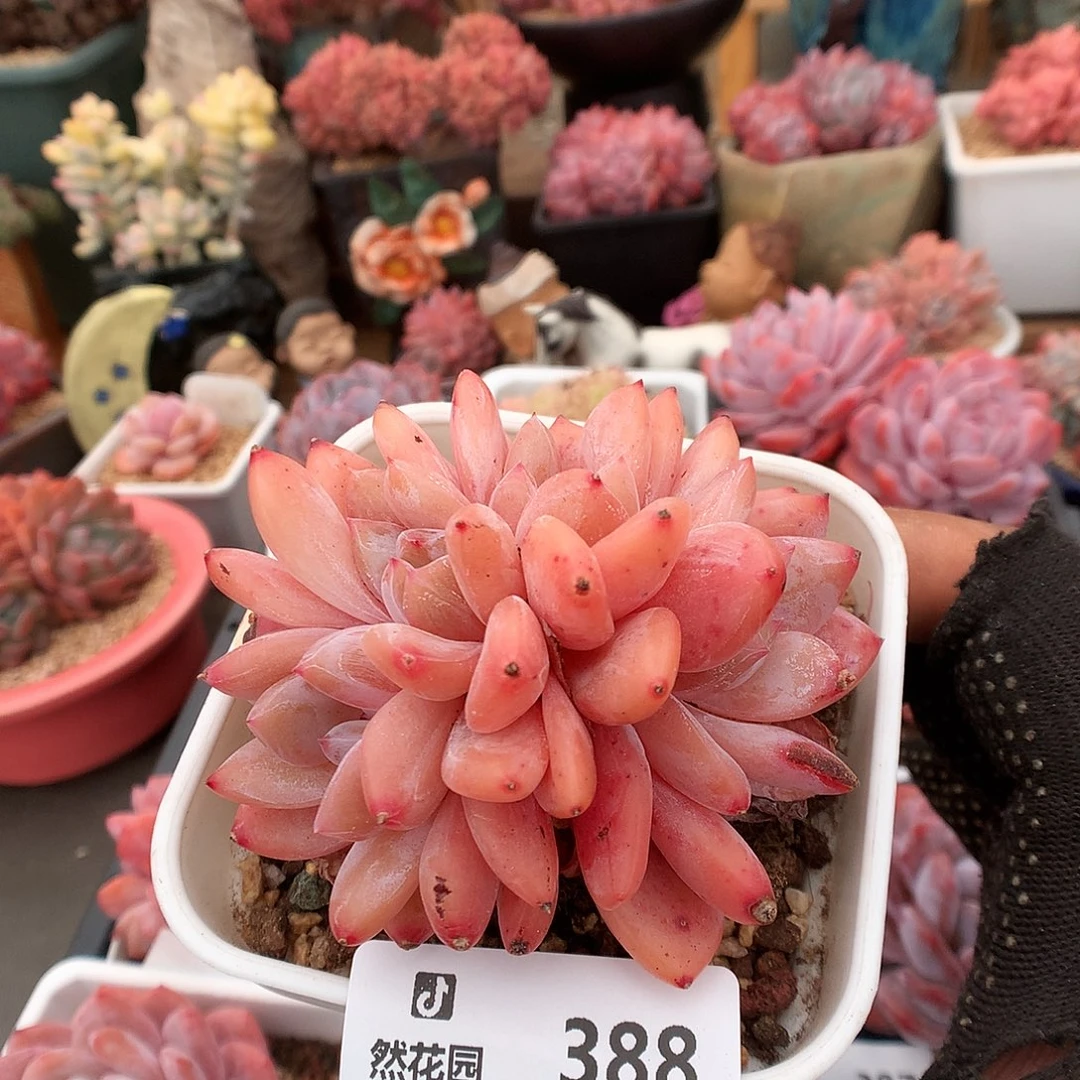 388雪天使多肉植物6663
