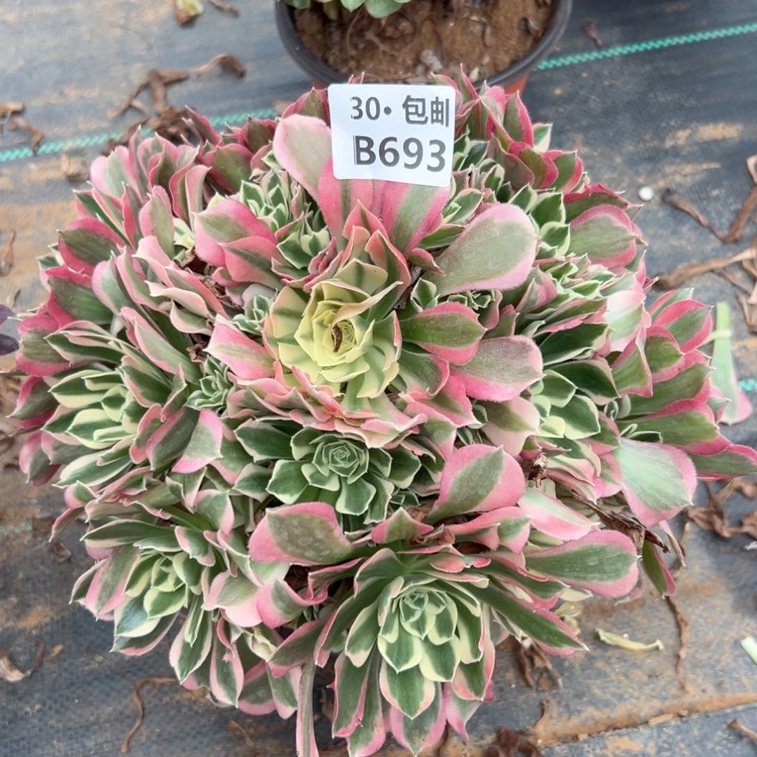 693白凤多肉法师