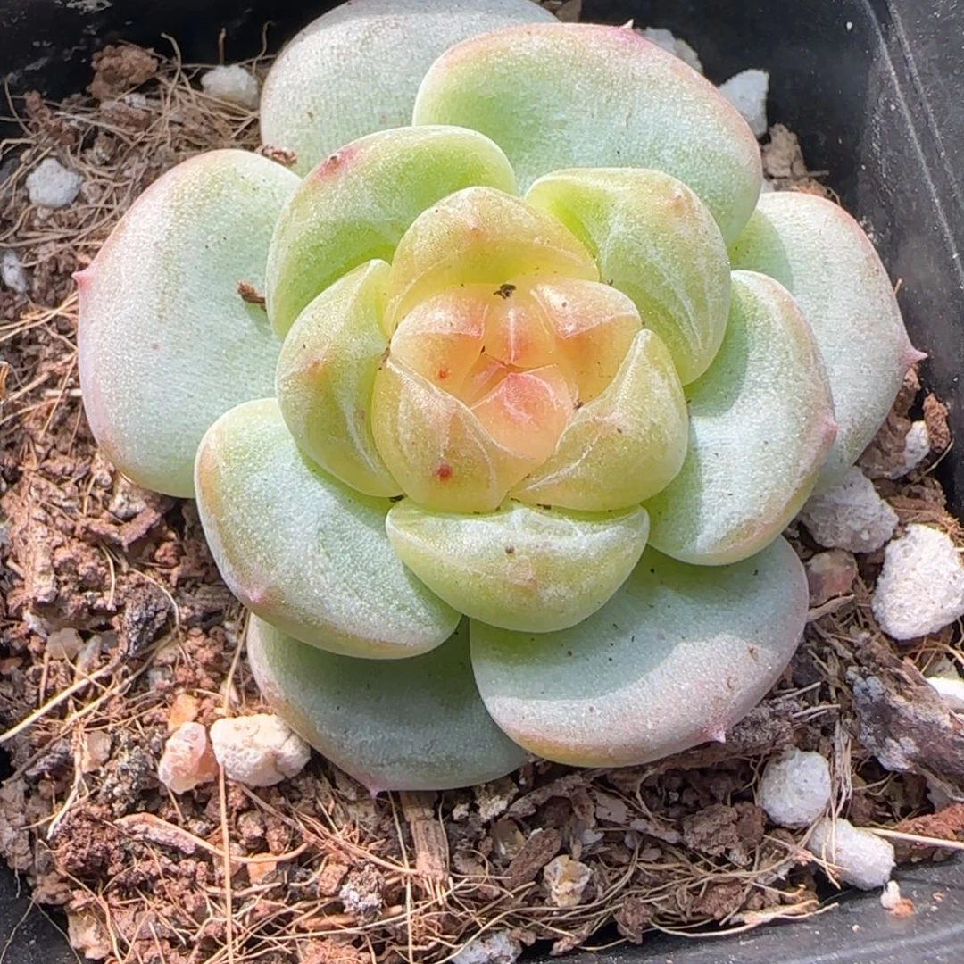 103满38包邮➗偏远发货后不退货退款