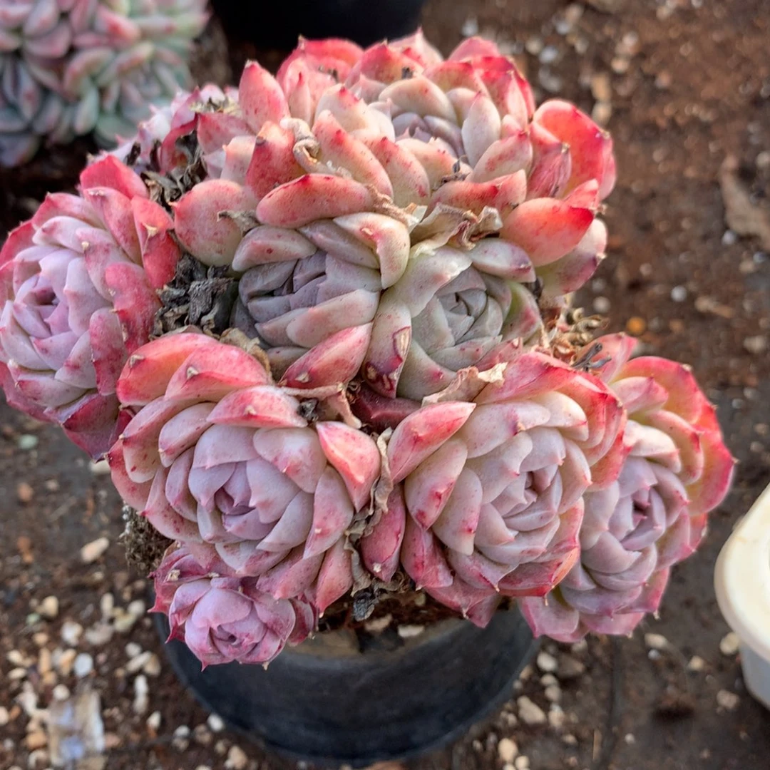 2197新年快乐发发发