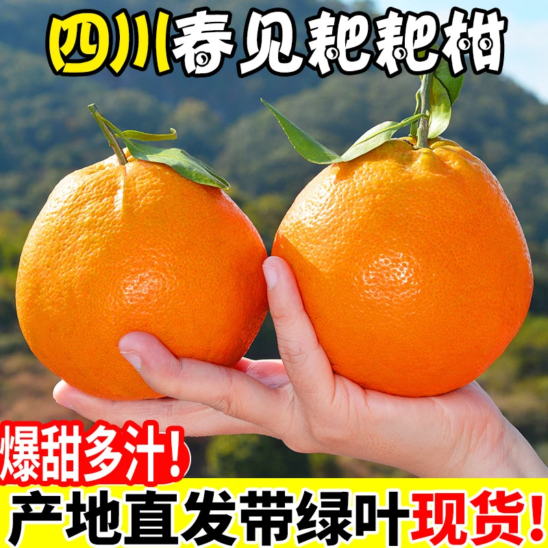 AZ四川春见耙耙柑爆汁好吃整件批发桔5斤9斤整箱批发