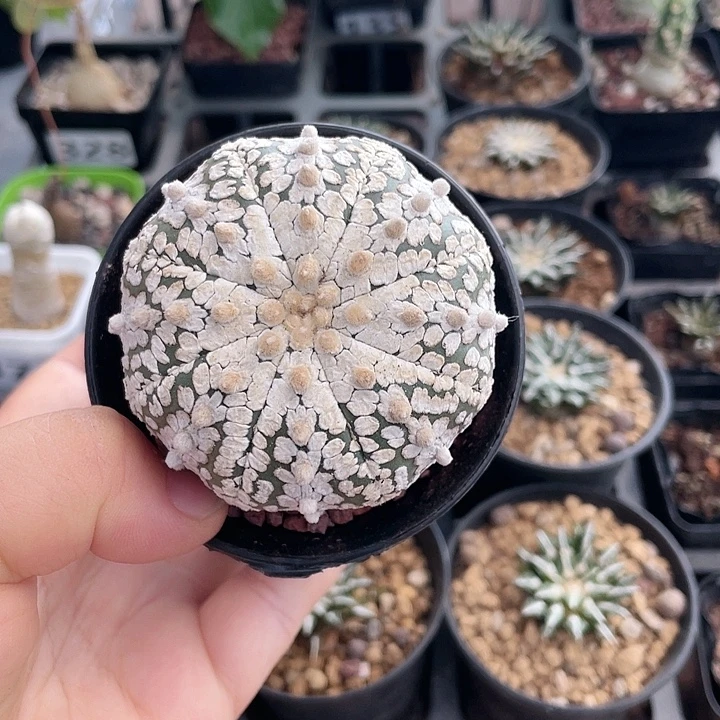 153实生浓白兜仙人球