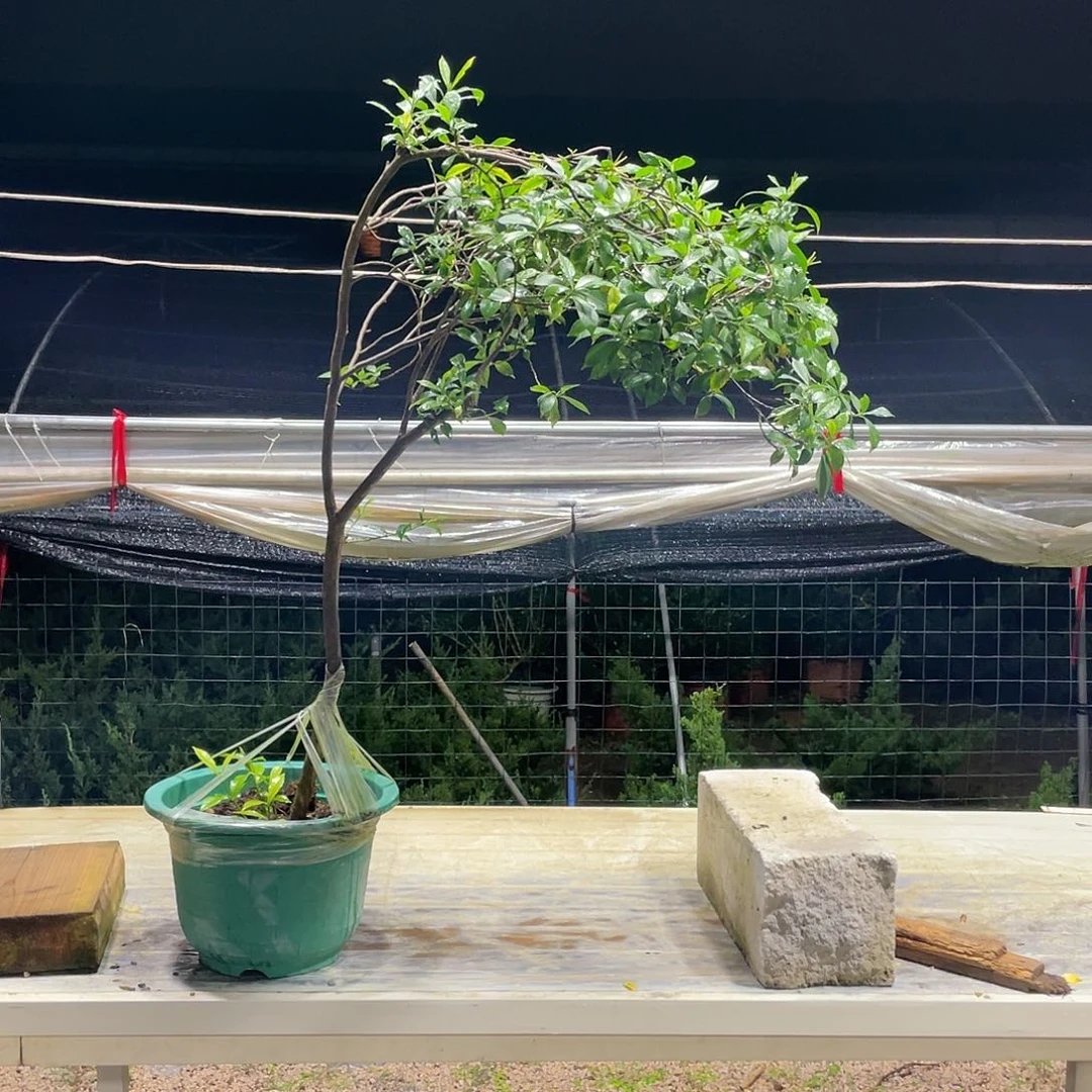 无花朵海岛栀子花一树一景