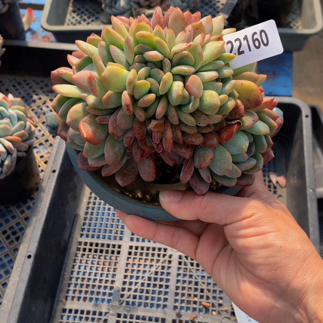 22160全明星朵朵朵