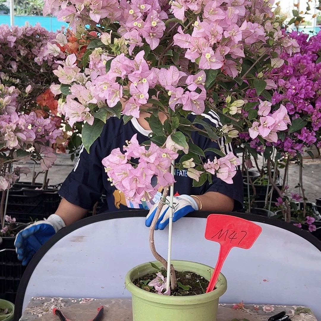 西***库大部分花苞少量开放M47丽娜