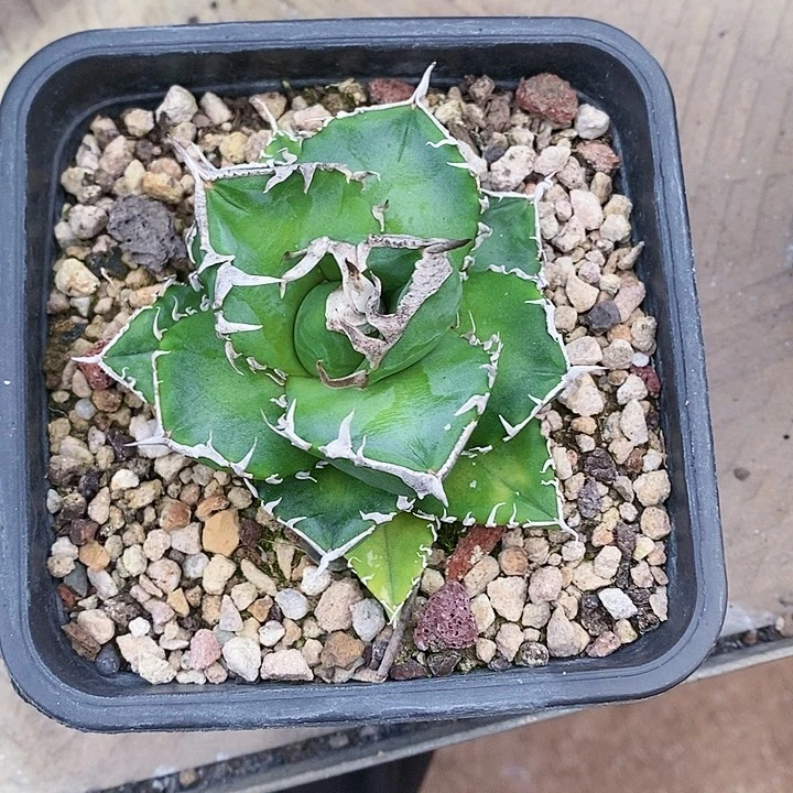 多肉植物龙蛇兰植物