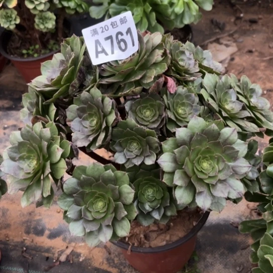 761万拉丝不包断枝