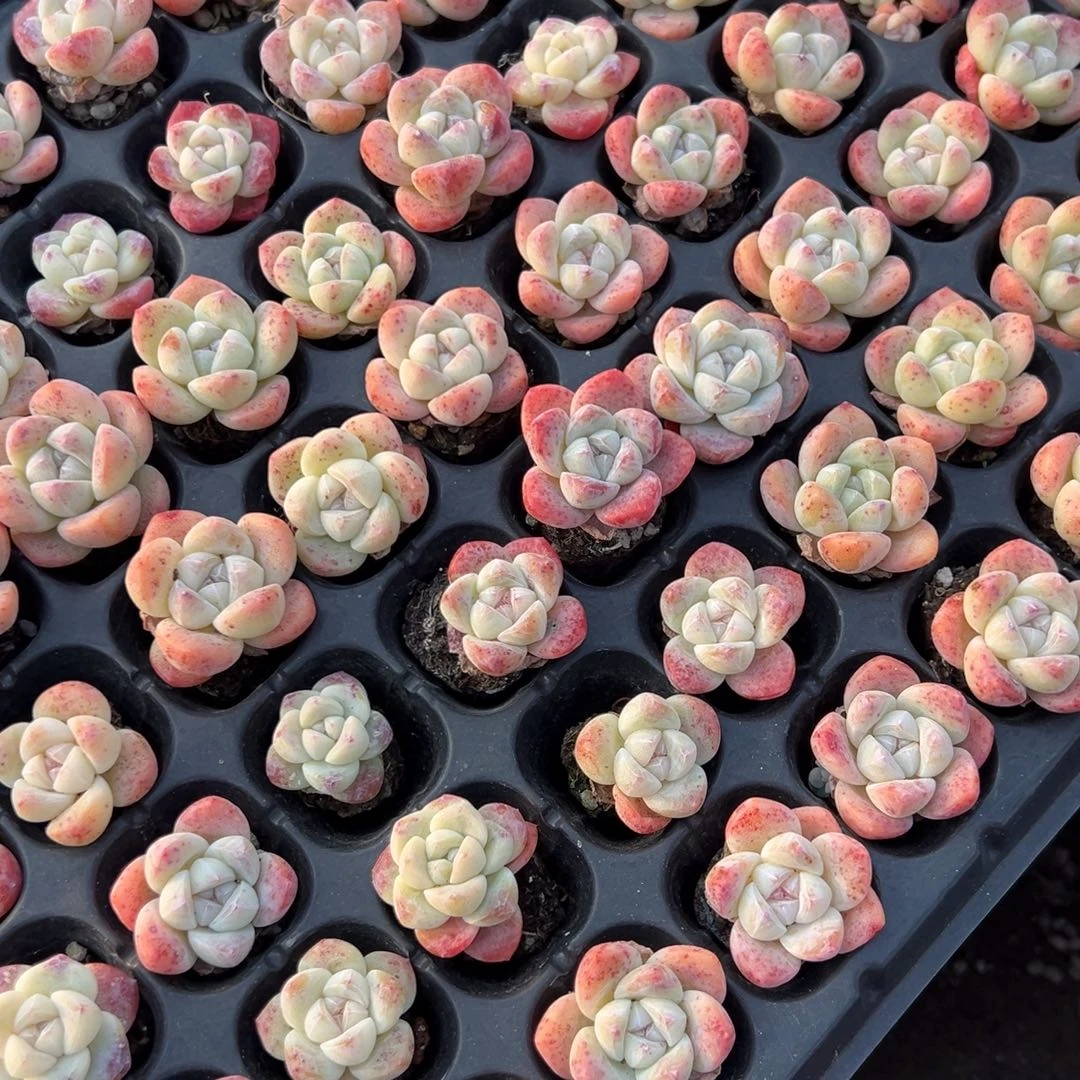 单头穴盘冰玉到手5颗 量拍多肉