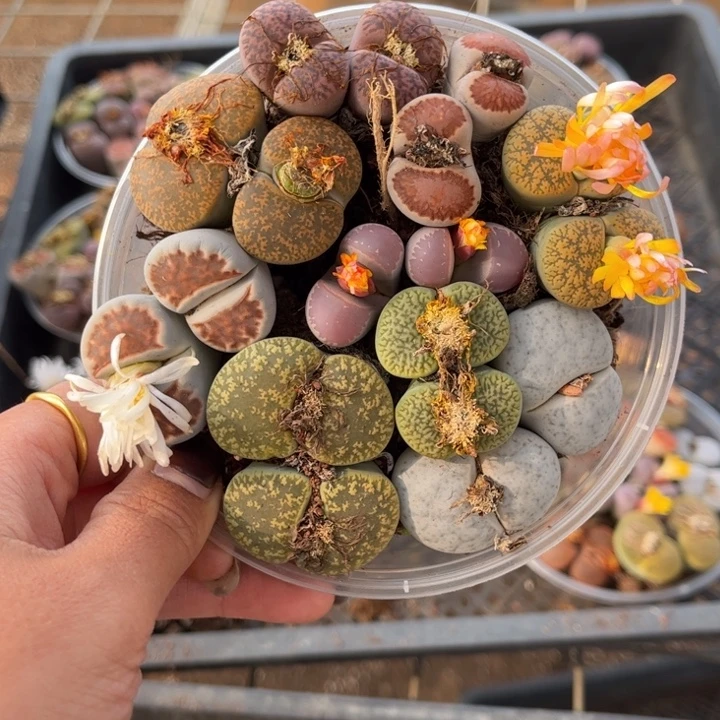 一碗双头88888888888