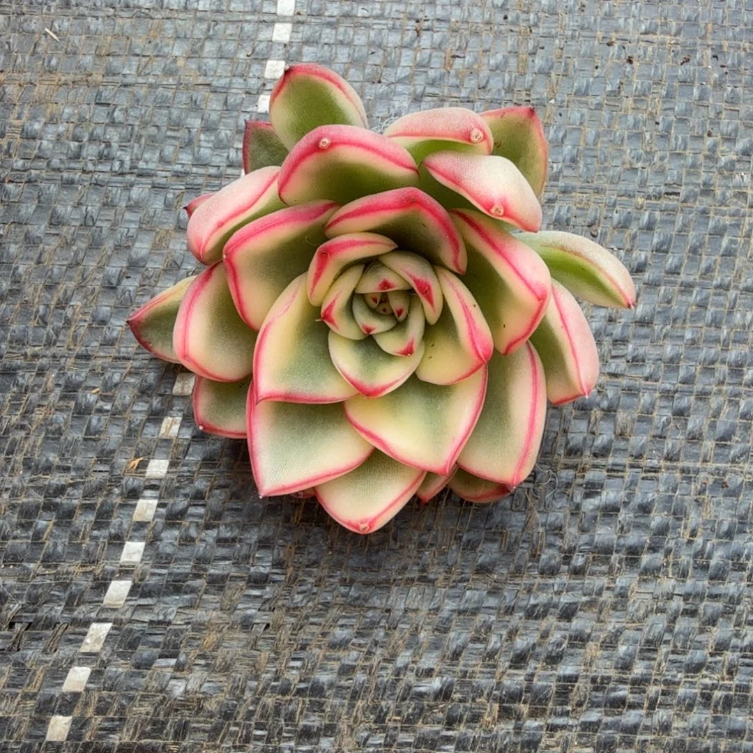 阿斯娜锦特价锦上园艺一物一拍