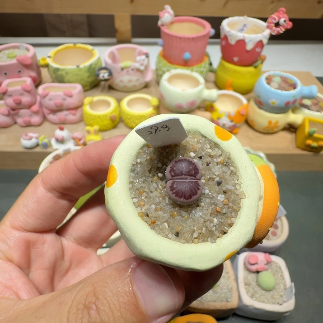 蘑菇213紫菊紫菊紫菊