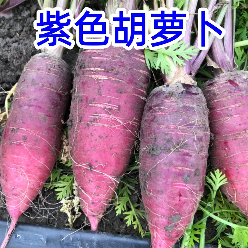 紫色胡萝卜河南老品种水果胡萝卜现挖现发