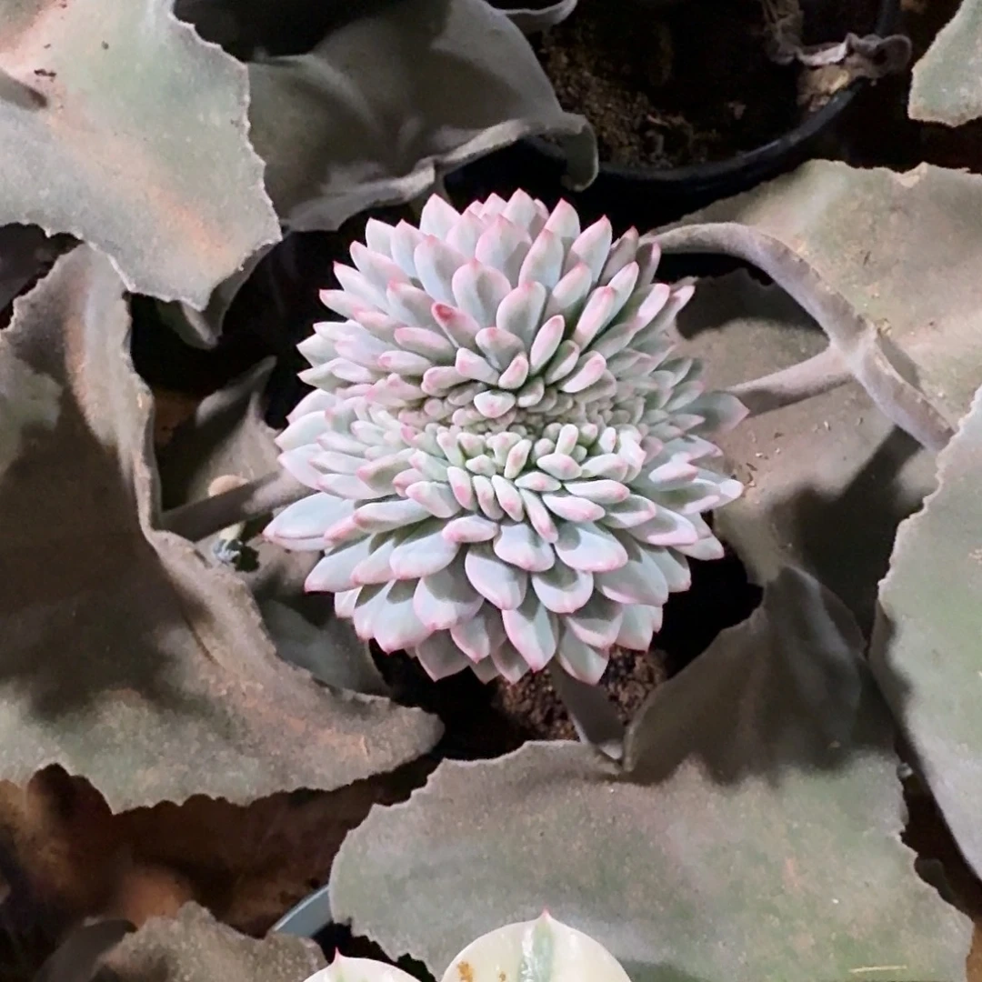 艾尼尔凤凰园艺多肉植物