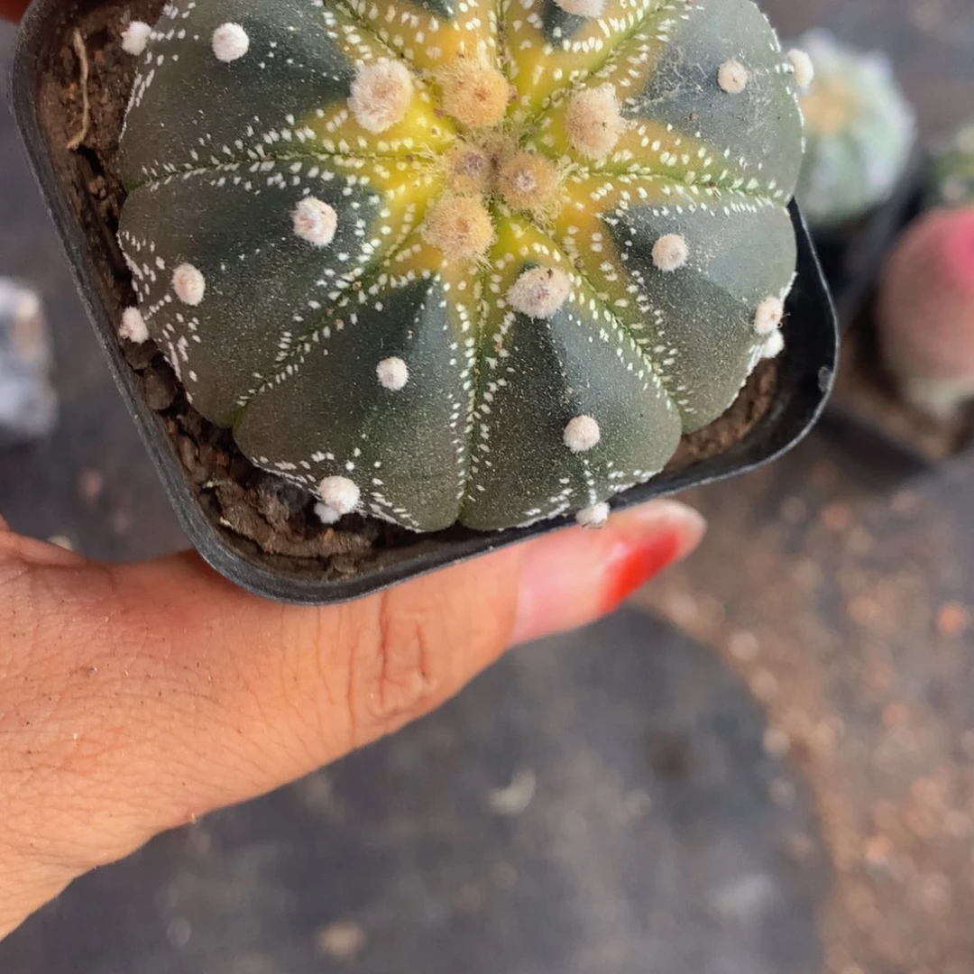 星球 一物一拍  包邮