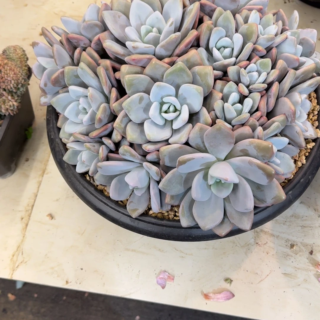 夕***颜22-18粉兔多肉植物