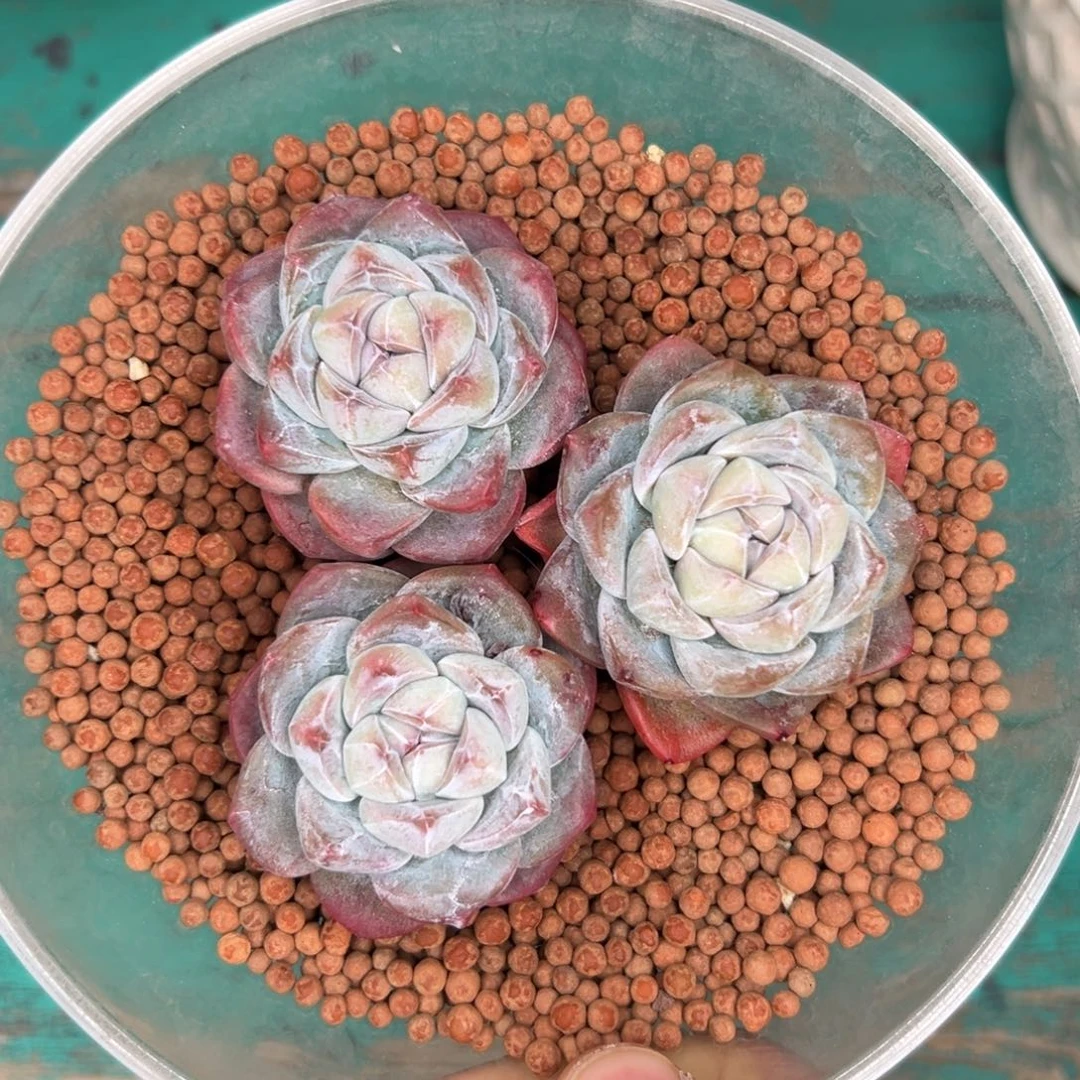 开播福利冰玉三颗